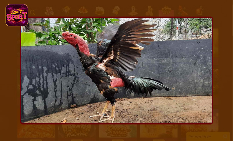 Lợi ích của việc chọn gà chọi đúng tiêu chuẩn