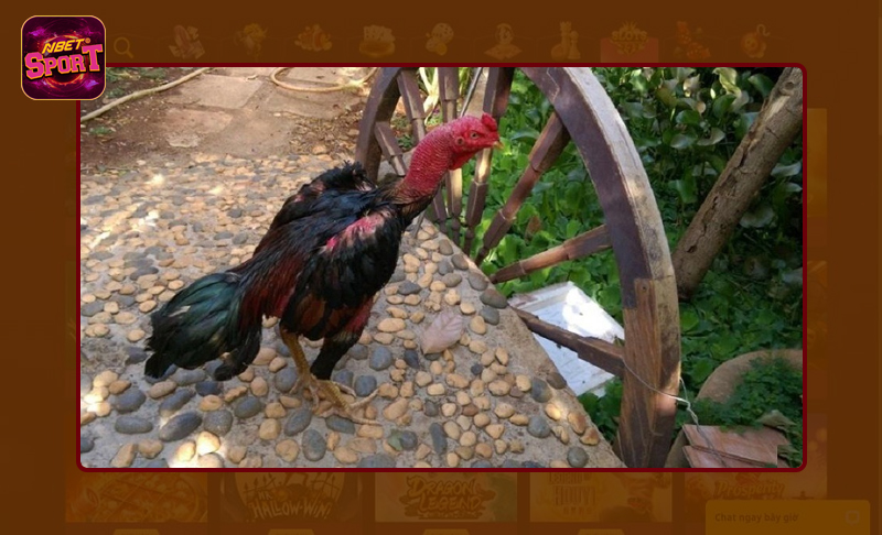 Chuyên gia bật mí cách xử lý gà chọi yếu đúng kỹ thuật