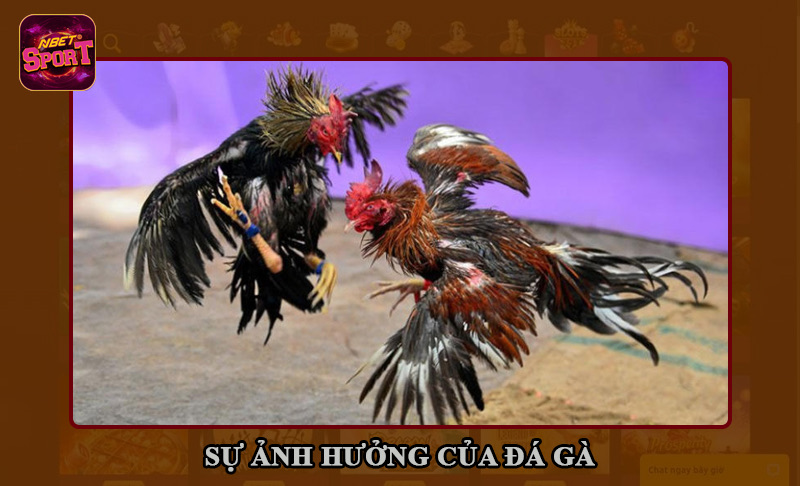 Sự ảnh hưởng của đá gà trong nền văn hoá giải trí