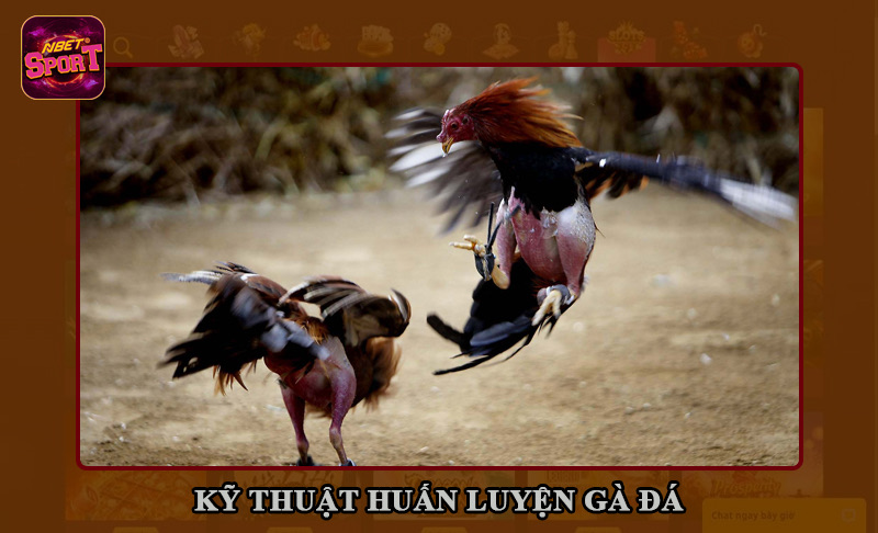 Áp dụng các kỹ thuật cao để luyện gà đá hiệu quả