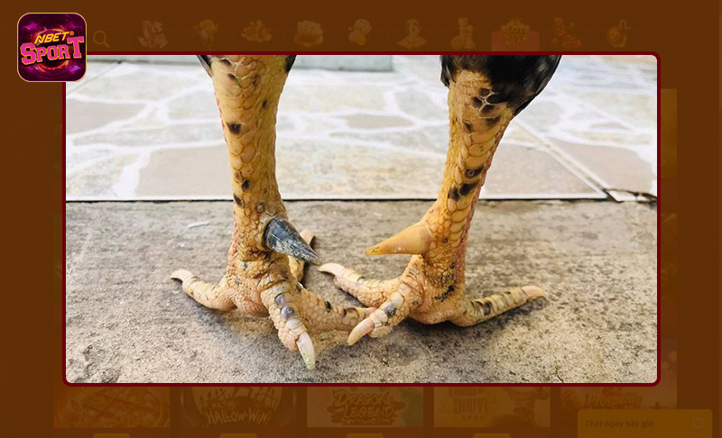 Điểm nổi bật của gà cựa nhật nguyệt dễ tìm