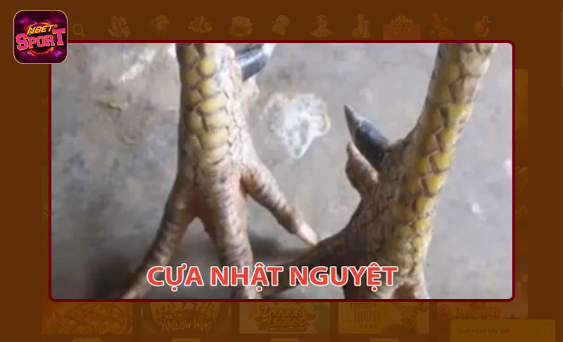 Tìm hiểu cơ bản về gà cựa nhật nguyệt là gì?