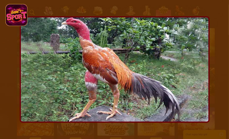 Áp dụng chiến thuật tốt mang đến chiến kê khỏe mạnh