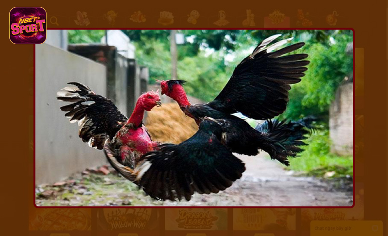 Kinh nghiệm bật mí cách chọn gà chọi đúng tiêu chuẩn