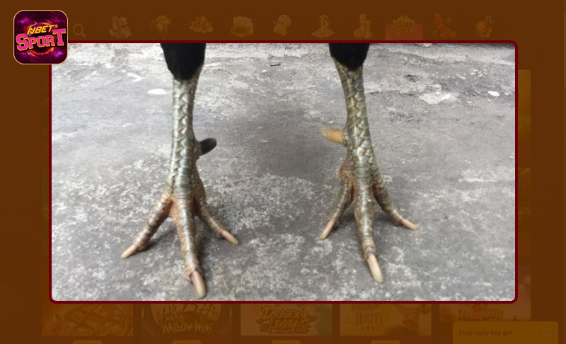 Sở hữu đúng vốn gà đá chất lượng và thi đấu tốt